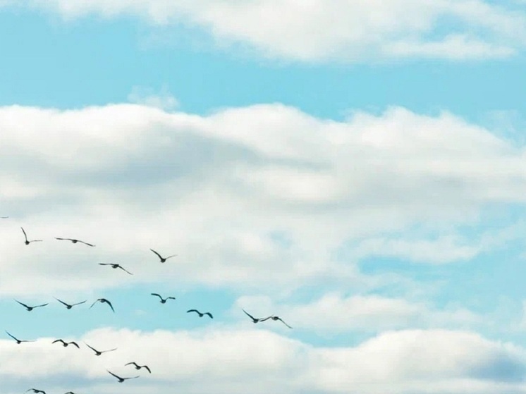 Жителей НАО известили об опасности заразиться от птиц