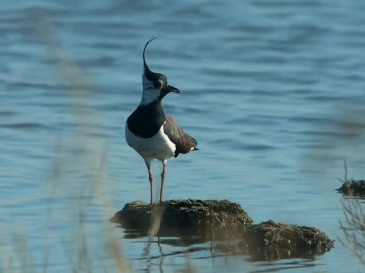 Жителям Хакасии показали грациозных пернатых во Всемирный день перелетных птиц