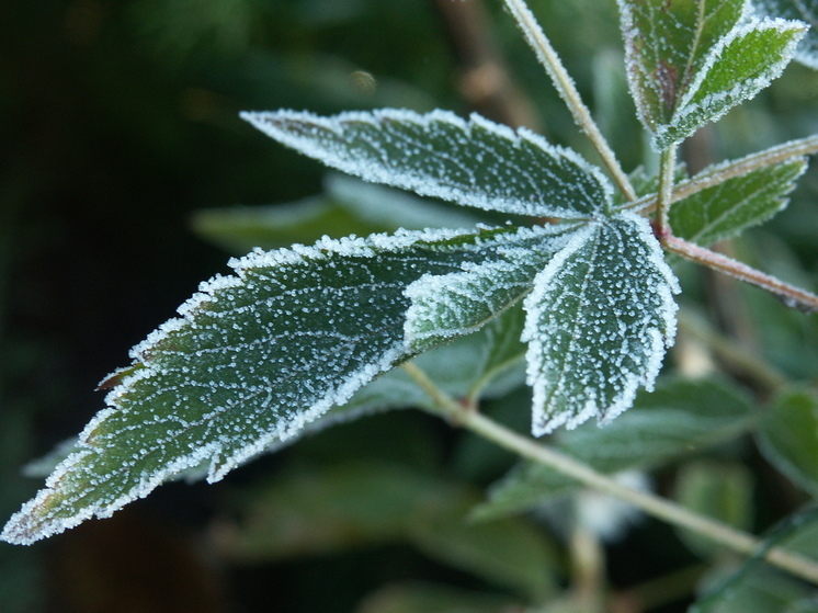 Заморозки не покинут Подмосковье и во второй декаде мая