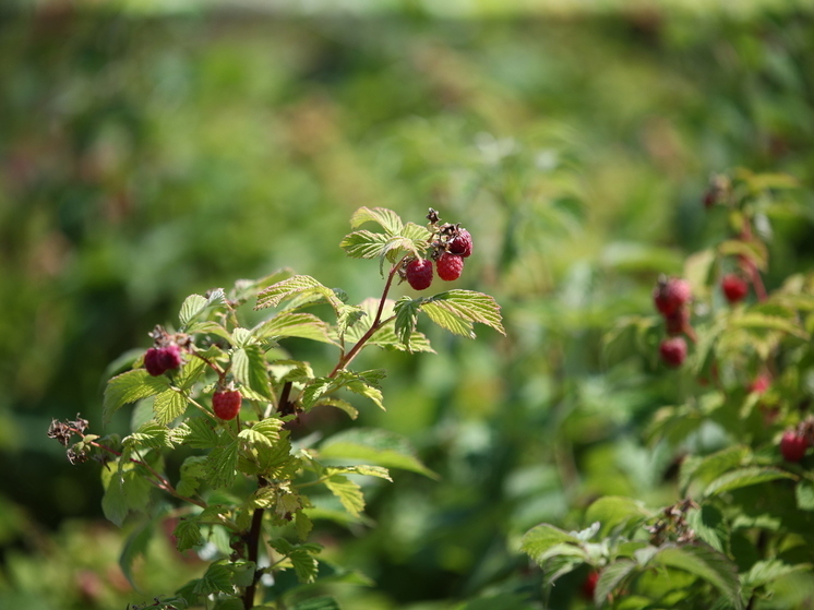 В Волгоградской области клещи покусали 326 человек