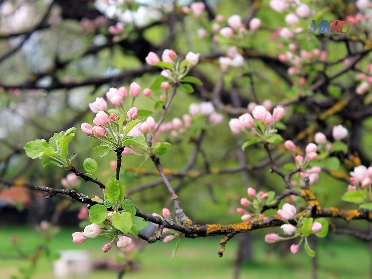В Калуге будет прохладно и ветренно