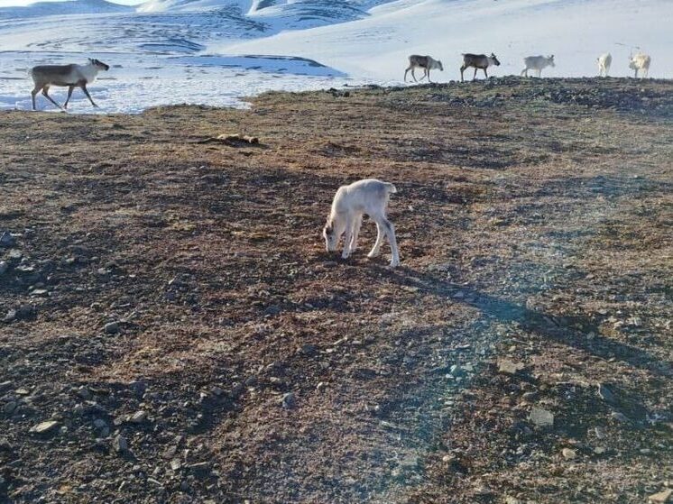В Якутии начался массовый отел оленей