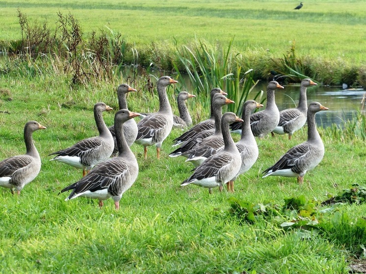 Синоптики 11 мая обещают в Смоленске пасмурную погоду