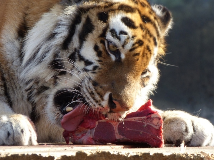 Зоопарк Хакасии показал, как шикарная тигрица расправляется с обедом