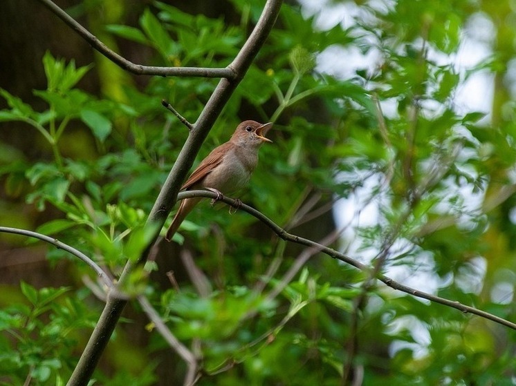 Калужан попросили посчитать соловьёв