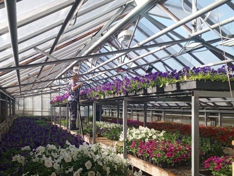 На улицах Обнинска зацветёт петунья