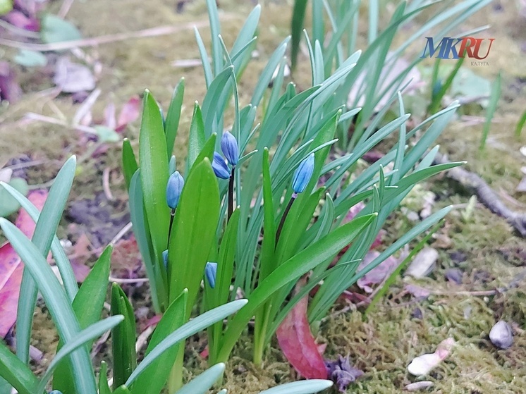 Калужан предупредили о новых заморозках