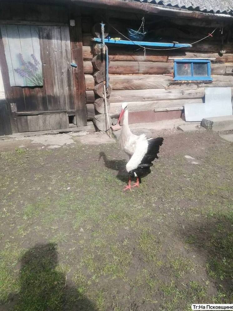 Помощь аисту с переломом окажут в Опочецком районе