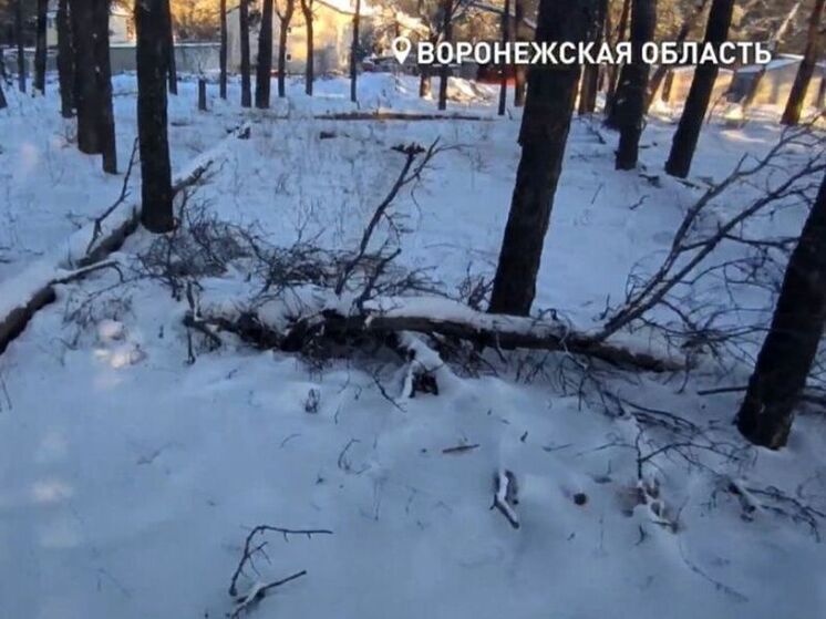 В Павловске до лета частично расчистят лес от сухостоя