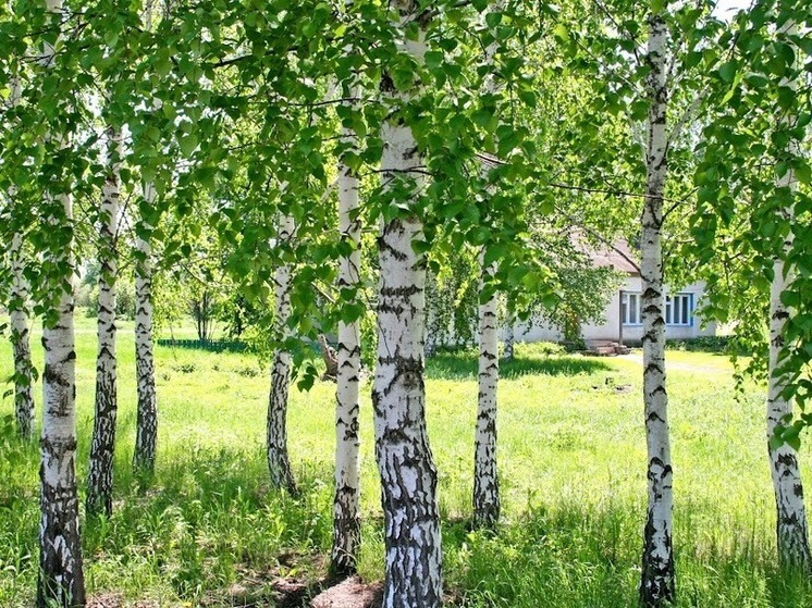 Народные приметы на 11 мая: чего нельзя делать в Максимов день