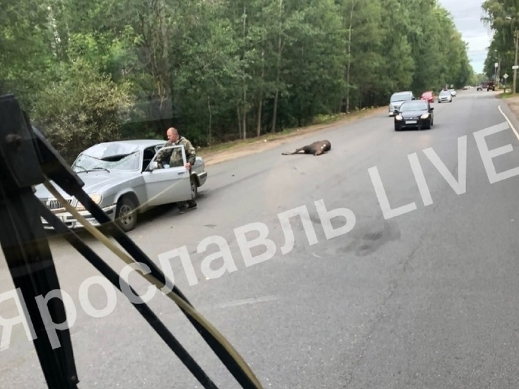 В Ярославле за день сбили сразу двух сохатых