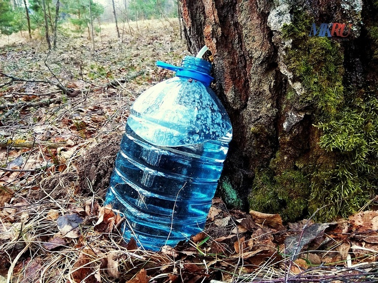 Калужане могут приступить к заготовке берёзового сока