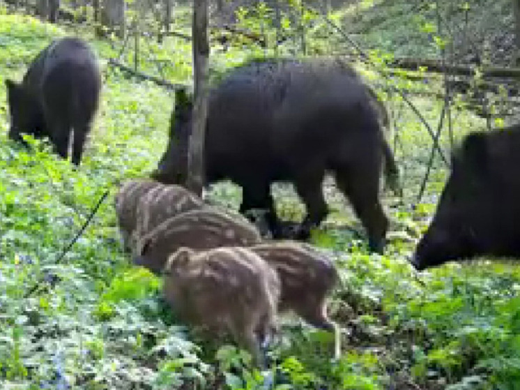Фотоловушка «Калужских засек» запечатлела кабанье семейство