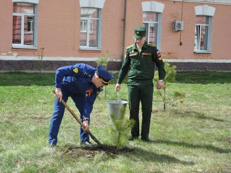 В Благовещенске на годовщину Победы высадили порядка 30 саженцев кедра
