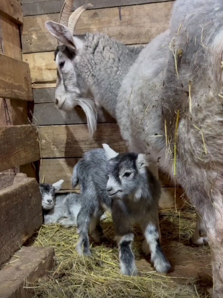 В зоосаде Хабаровска на два пушистых воспитанника стало больше