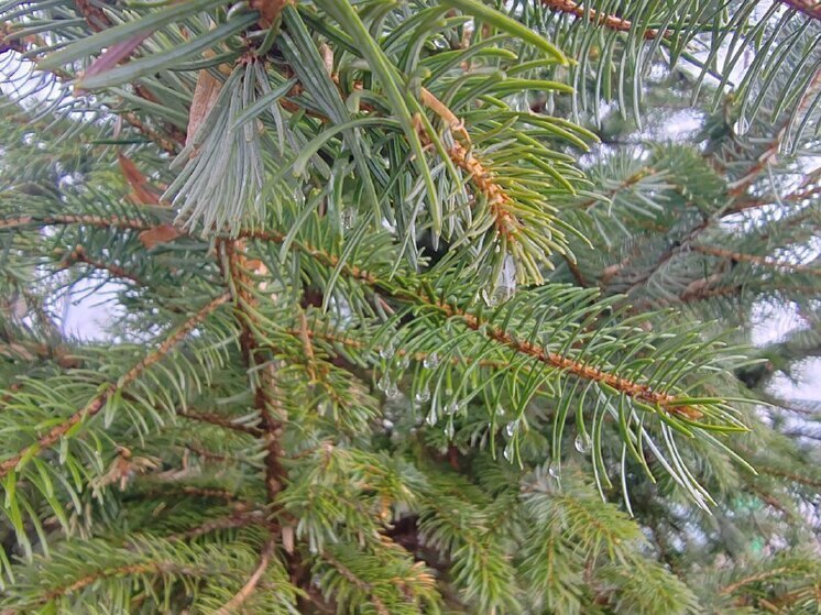 В ЕАО собирались вырубить заказники и памятники природы на древесину