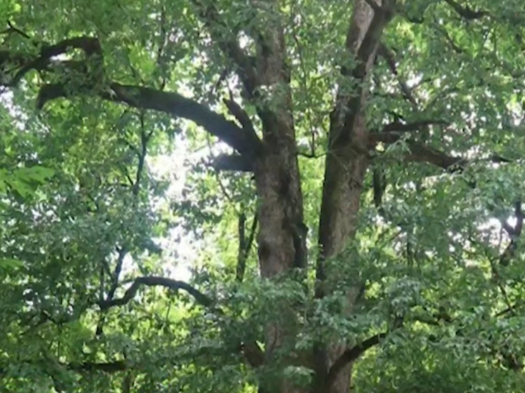 Кавказская груша в Сочи претендует на звание Дерева России