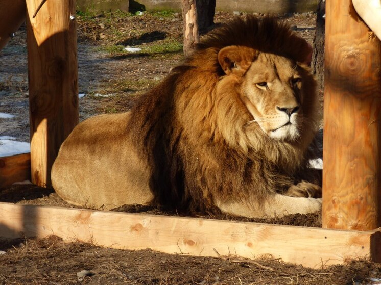 Лев Лемик из абаканского зоопарка поделился секретами расслабления