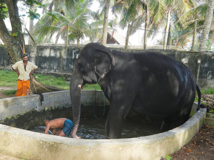 Daily Mirror: на Шри-Ланке 16 человек погибли и 35 пострадали в ДТП с автобусом