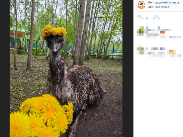 В зоопарке Белгорода устроили фотосессию с одуванчиками для эму