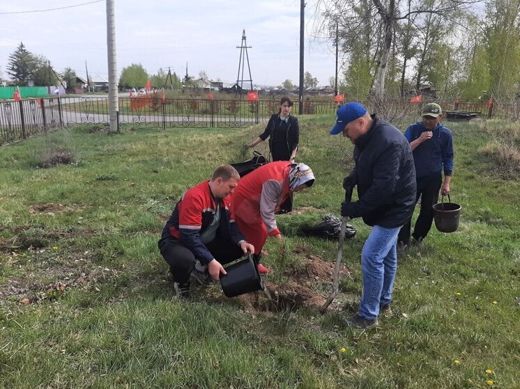 Депутаты Хакасии высадили 50 кедров у сельского дома культуры