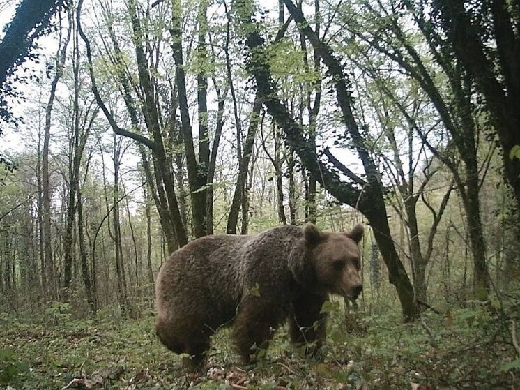 Медведь неожиданно вышел на трассу к велогонщикам в Сочи