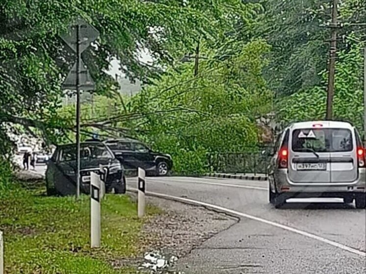 В Сочи жители села Волковка остались без света из-за упавшего дерева