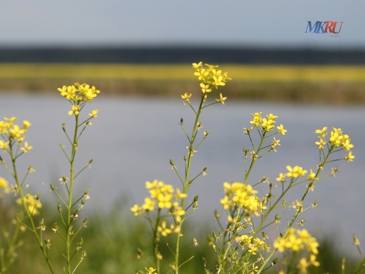 Калужские синоптики обещают дождливый понедельник