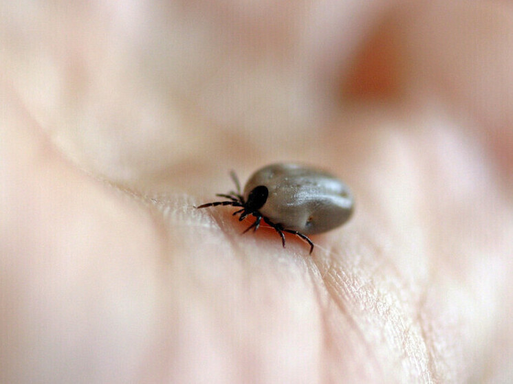 Более тысячи приморцев пострадали от укусов клещей в текущем сезоне
