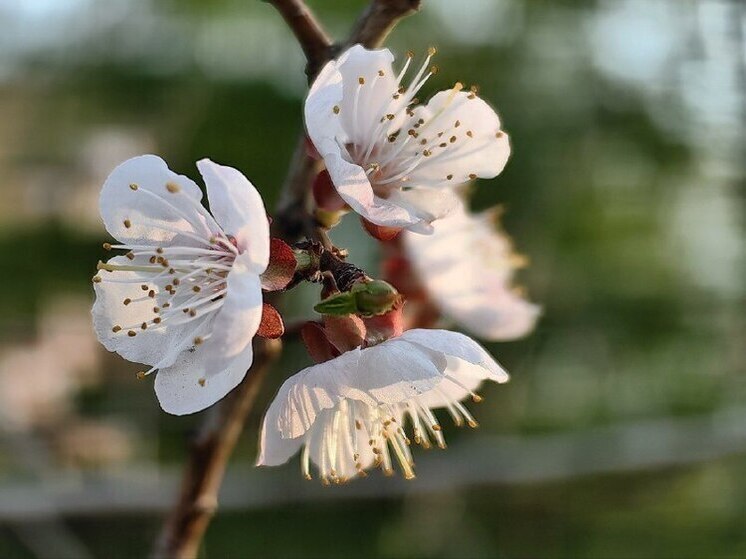 В Хабаровске 12 мая дневная температура воздуха превысит +20 градусов
