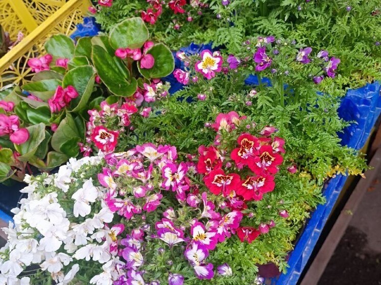 В Хабаровске рынок на «Химфармзаводе» наполнился цветами и саженцами