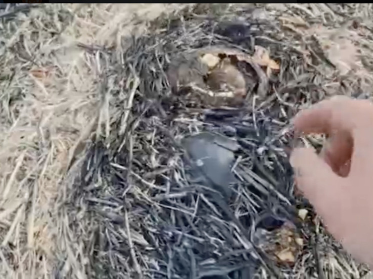 Пожар испепелил тысячи гектаров заказника - погибло множество краснокнижных видов