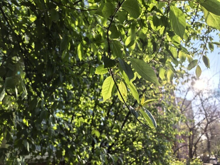 Магнитные бури во Владивостоке на неделю с 12 по 18 мая 2025 года