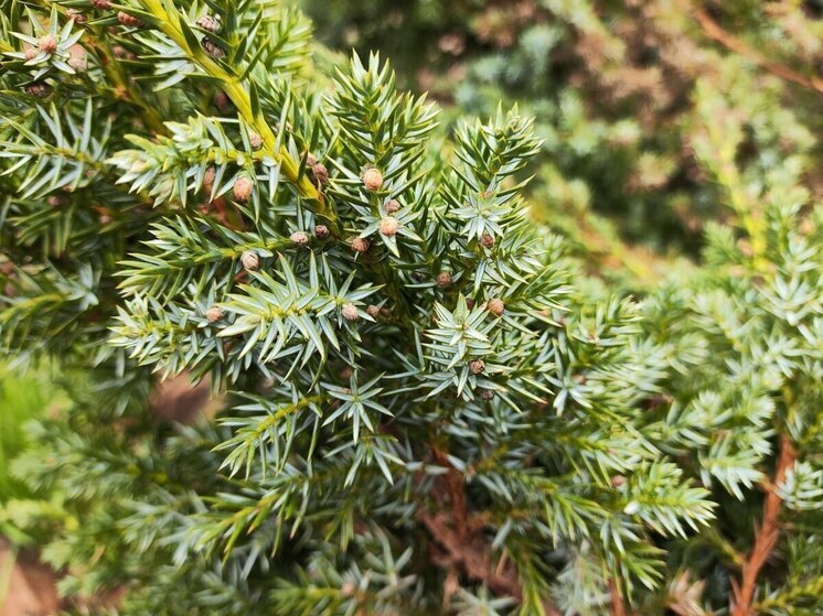 Приморский гороскоп на неделю с 12 по 18 мая 2025 года