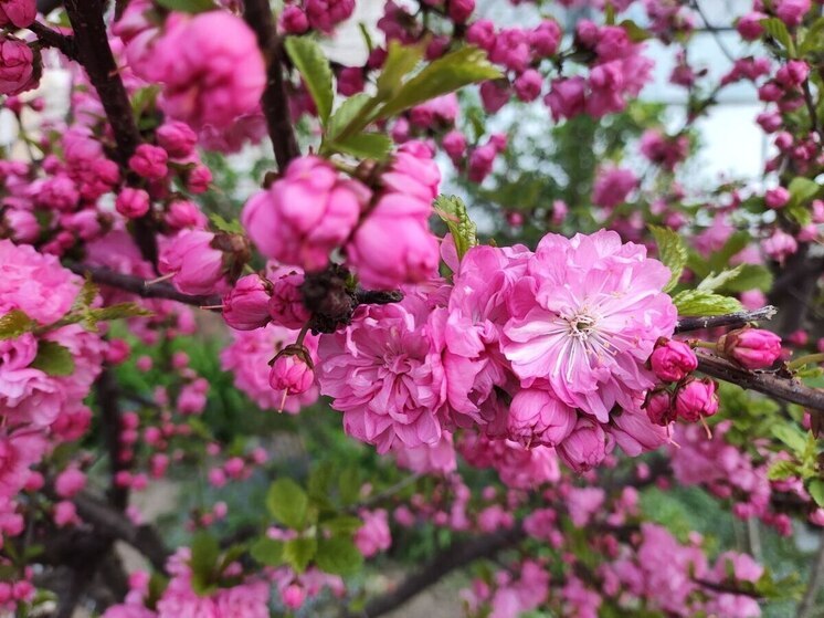 Магнитные бури в Хабаровске на неделю с 12 по 18 мая 2025 года