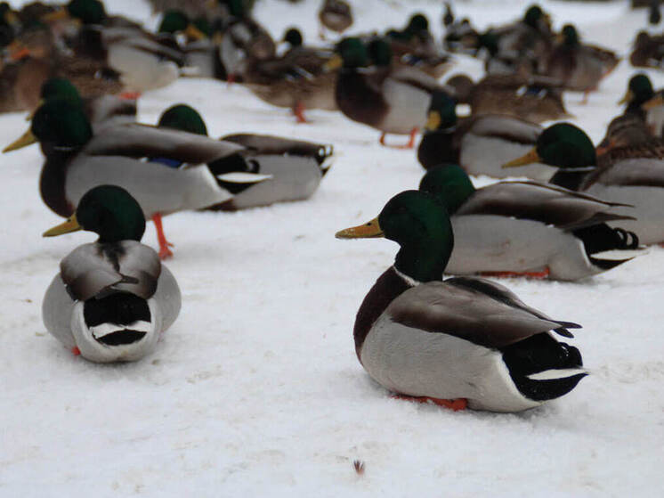 До 24 мая продлится охота на селезней в Амурской области