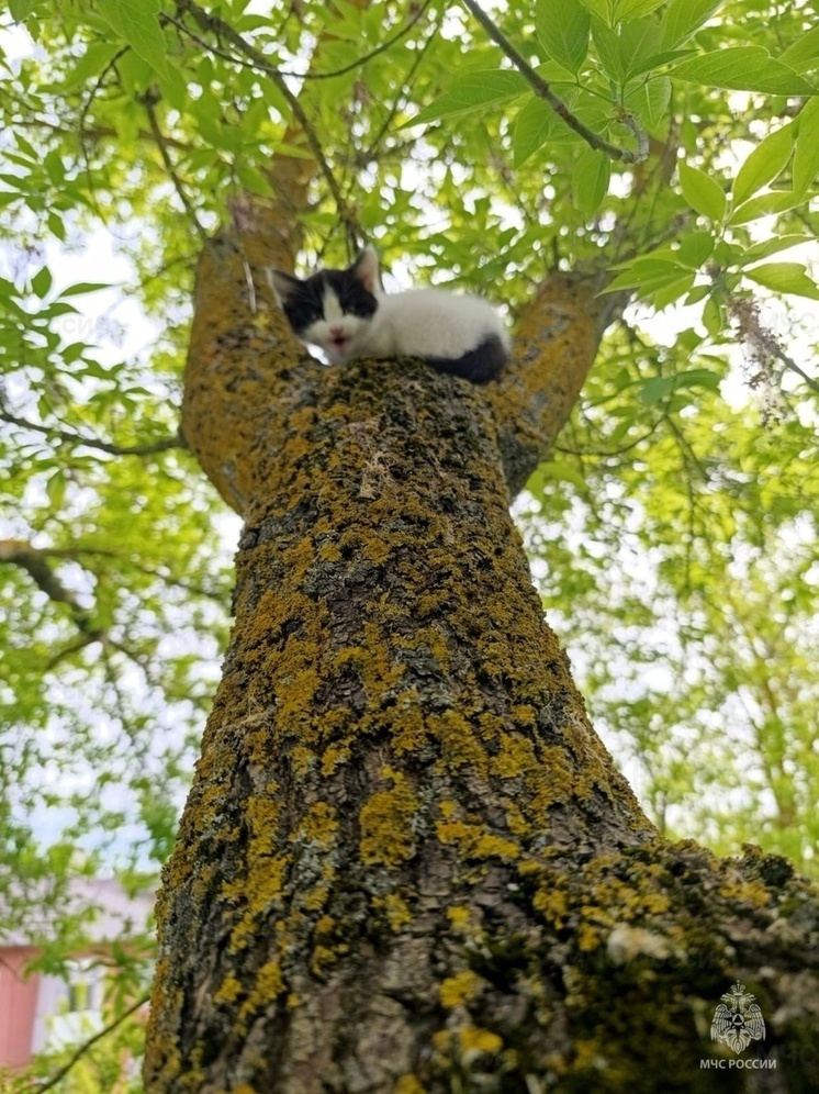 В Орловском МО спасли котёнка