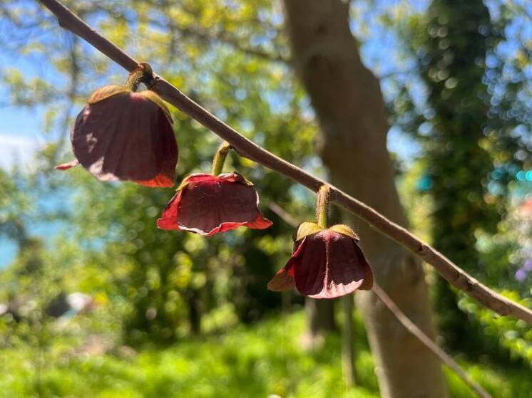 Открытая международная биологическая олимпиада стартовала в Сириусе