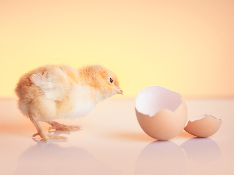  Одноклеточный организм объяснил, что появилось первым — курица или яйцо