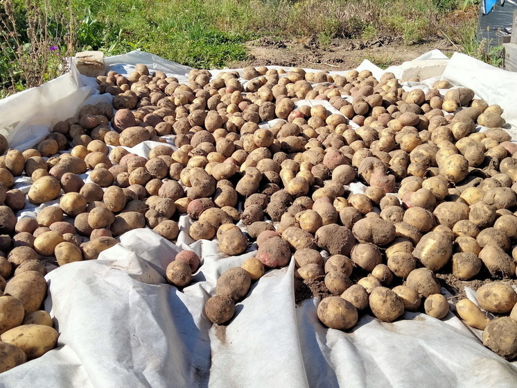 Простой способ, который не подведёт: готовим супер-настой от колорадского жука - картофель под надежной защитой