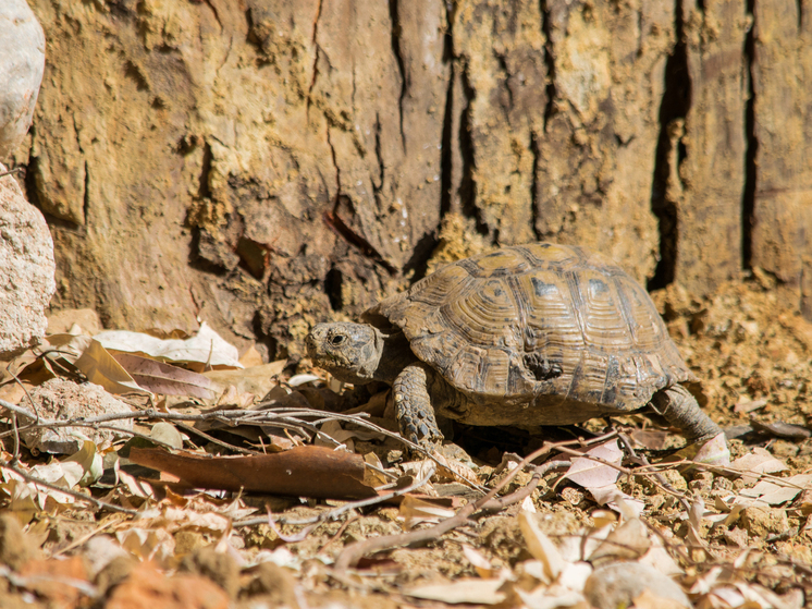 В Сочи туристы встретили редкую черепаху Никольского