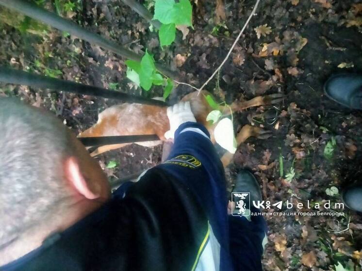 Белгородские спасатели освободили застрявшую в ограждении косулю