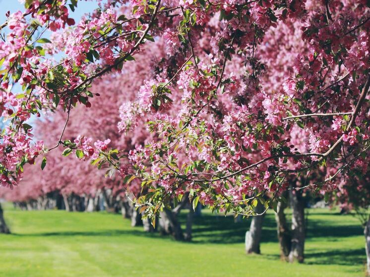 Синоптики 13 мая обещают в Смоленске облачную погоду