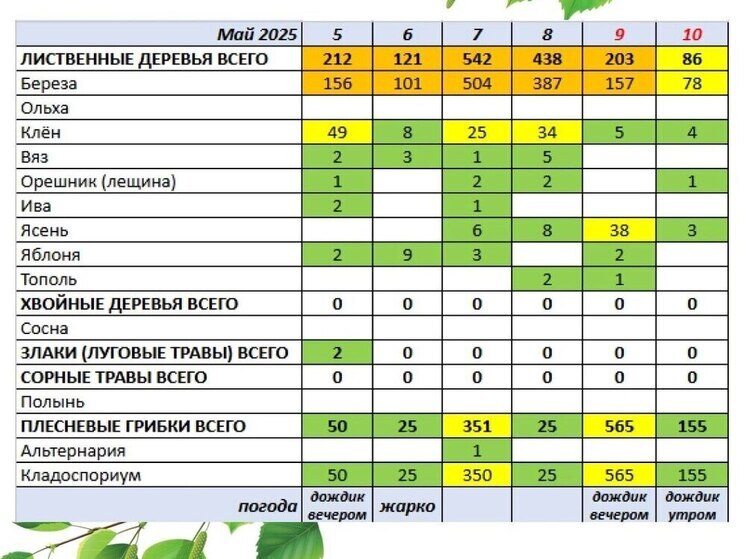 Тюмень накрыло яблоневым цветом