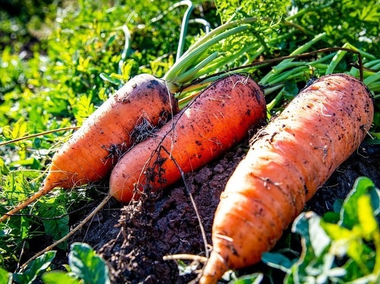 Волгоградская область экспортировала в Казахстан 160 тонн моркови