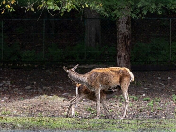 Политик Анна Невзорова поздравила Кавказский заповедник со 101-м годом