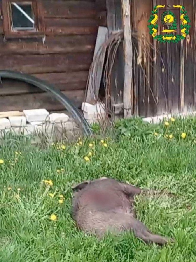 30 тысяч рублей штрафа получит нижегородец за убийство кабана