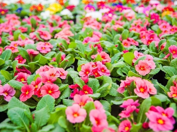 Народные приметы на 13 мая: чего нельзя делать в день Якова Теплого