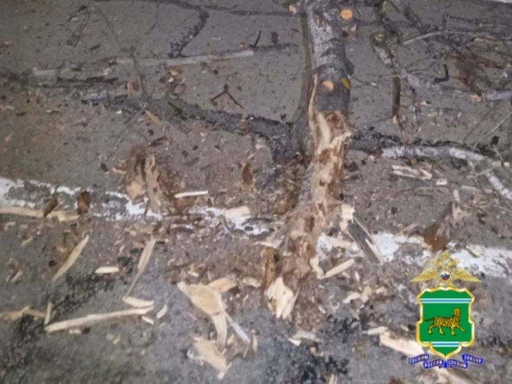 Дерево стало причиной ДТП на трассе Чита - Хабаровск