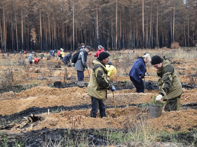 В 2022-2024 годах в Марий Эл восстановлено 11 342,6 гектара леса